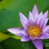 Photo of the Day, Color Photography, Photography Awards, Art Photography, Online Photography Courses – Lily in Purple, by Siew Bee Lim Lily in Purple, by Siew Bee Lim - Photo of the Day, Color Photography, Photography Awards, Art Photography, Online Photography Courses