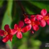 Little Red Flowers, by Siew Bee Lim - Color Photography, Photo of the Day, Photography Awards, Art Photography, Online Photography Courses
