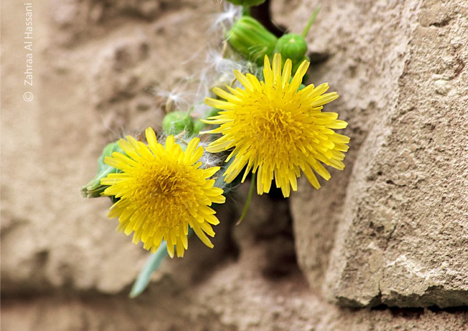 Invincible Flower, by Zahraa Al Hassani - Photo of the Day, Close-up Photography, Art Photography, Photography Awards, Photojournalism
