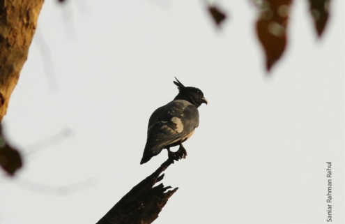 Black Baza, by Saniar Rahman Rahul - Wildlife Photography, Photo of the Day, Award Winning Photography, Black Baza, Saniar Rahman Rahul