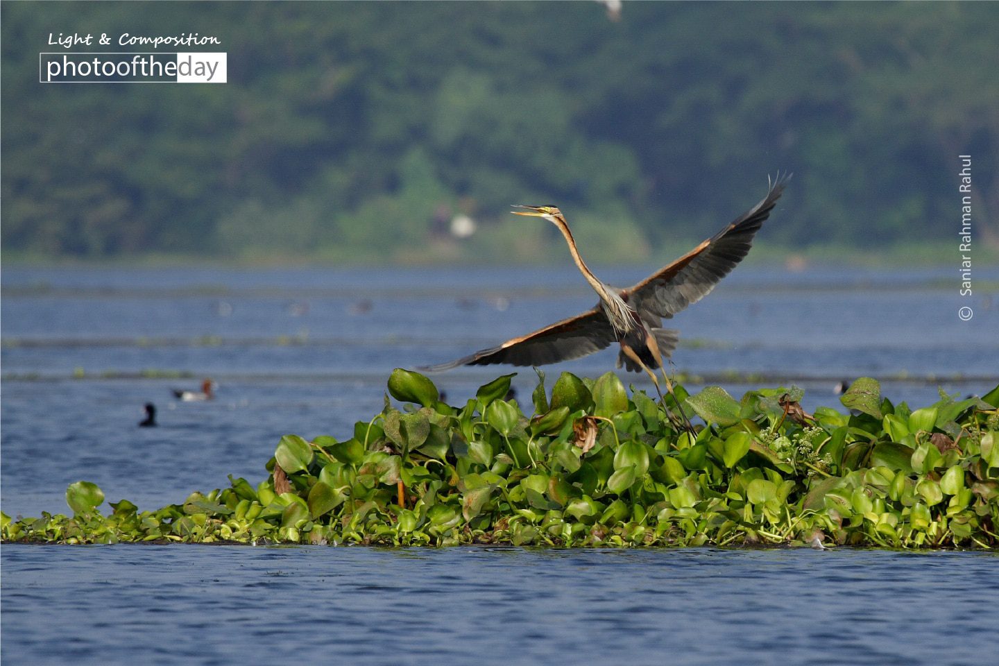 The Purple Heron, by Saniar Rahman Rahul - Wildlife Photography, Photo of the Day, Photography Awards, Purple Heron, Nature Photography