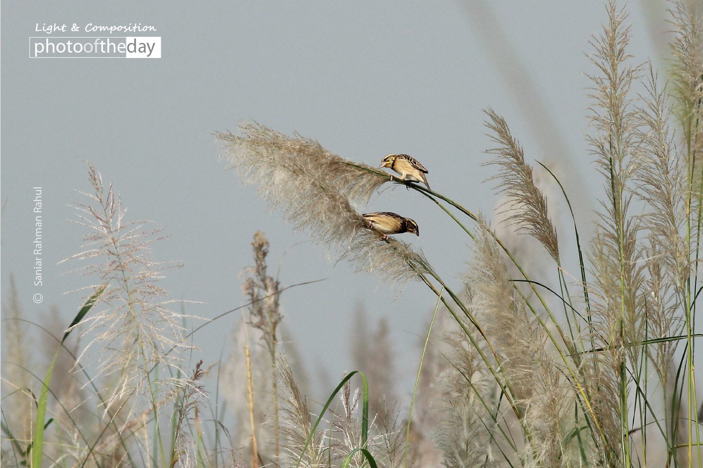 Black Breasted Weaver, by Saniar Rahman Rahul - Wildlife Photography, Photography Awards, Photo of the Day, Black Breasted Weaver, Nature Photography