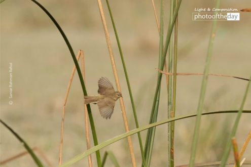 Common Chifchaf, by Saniar Rahman Rahul - Wildlife Photography, Common Chifchaf, Photo of the Day, Nature Photography, Photography Awards