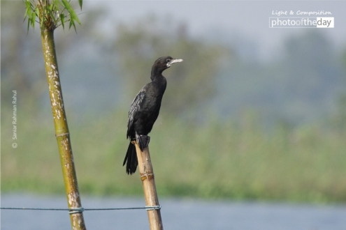 Little Cormorant, by Saniar Rahman Rahul - Wildlife Photography, Photo of the Day, Photography Awards, Nature Photography, Cormorant