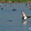Wildlife Photography, Photo of the Day, Photography Awards, Tufted Duck, Saniar Rahman Rahul – The Tufted Duck, by Saniar Rahman Rahul The Tufted Duck, by Saniar Rahman Rahul - Wildlife Photography, Photo of the Day, Photography Awards, Tufted Duck, Saniar Rahman Rahul