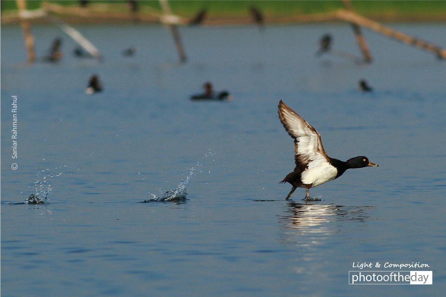 Wildlife Photography, Photo of the Day, Photography Awards, Tufted Duck, Saniar Rahman Rahul - The Tufted Duck, by Saniar Rahman Rahul The Tufted Duck, by Saniar Rahman Rahul - Wildlife Photography, Photo of the Day, Photography Awards, Tufted Duck, Saniar Rahman Rahul