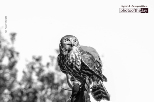 A Symbol of Victory, by Yasef Imroze - Wildlife Photography, Photo of the Day, Photography Awards, Art Photography, Nature Photography