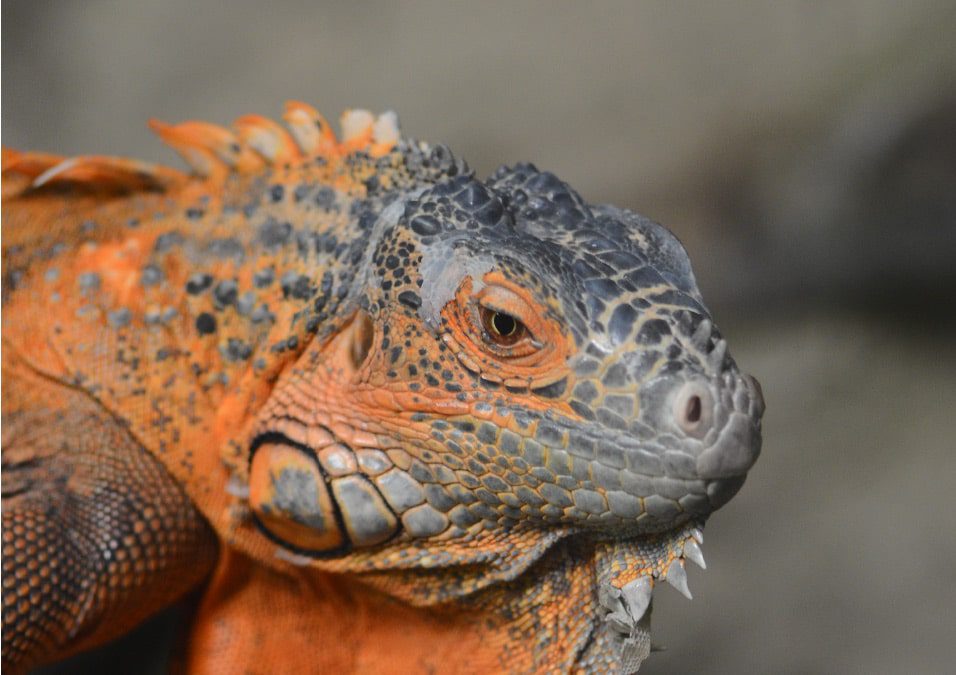 Iguana on Display, by Avi Chatterjee - Wildlife Photography, Iguana, Photography Award, Photo of the Day, Nature Photography