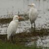 Wildlife Photography, Cattle Egrets, Nature Photography, Photo of the Day, Photography Awards – Cattle Egrets, by Saniar Rahman Rahul Cattle Egrets, by Saniar Rahman Rahul - Wildlife Photography, Cattle Egrets, Nature Photography, Photo of the Day, Photography Awards