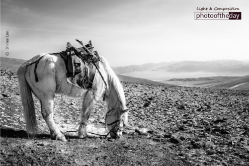 A Horse Grazes on the Mountain, by Shirren Lim - Photojournalism, Photography Awards, Black and White Photography, Art Photography, Photo of the Day