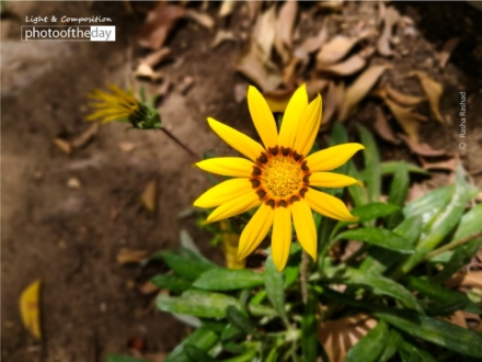 Morning Bliss, by Rasha Rashad - Photo of the Day, Close-up Photography, Photojournalism, Photography Awards, Art Photography