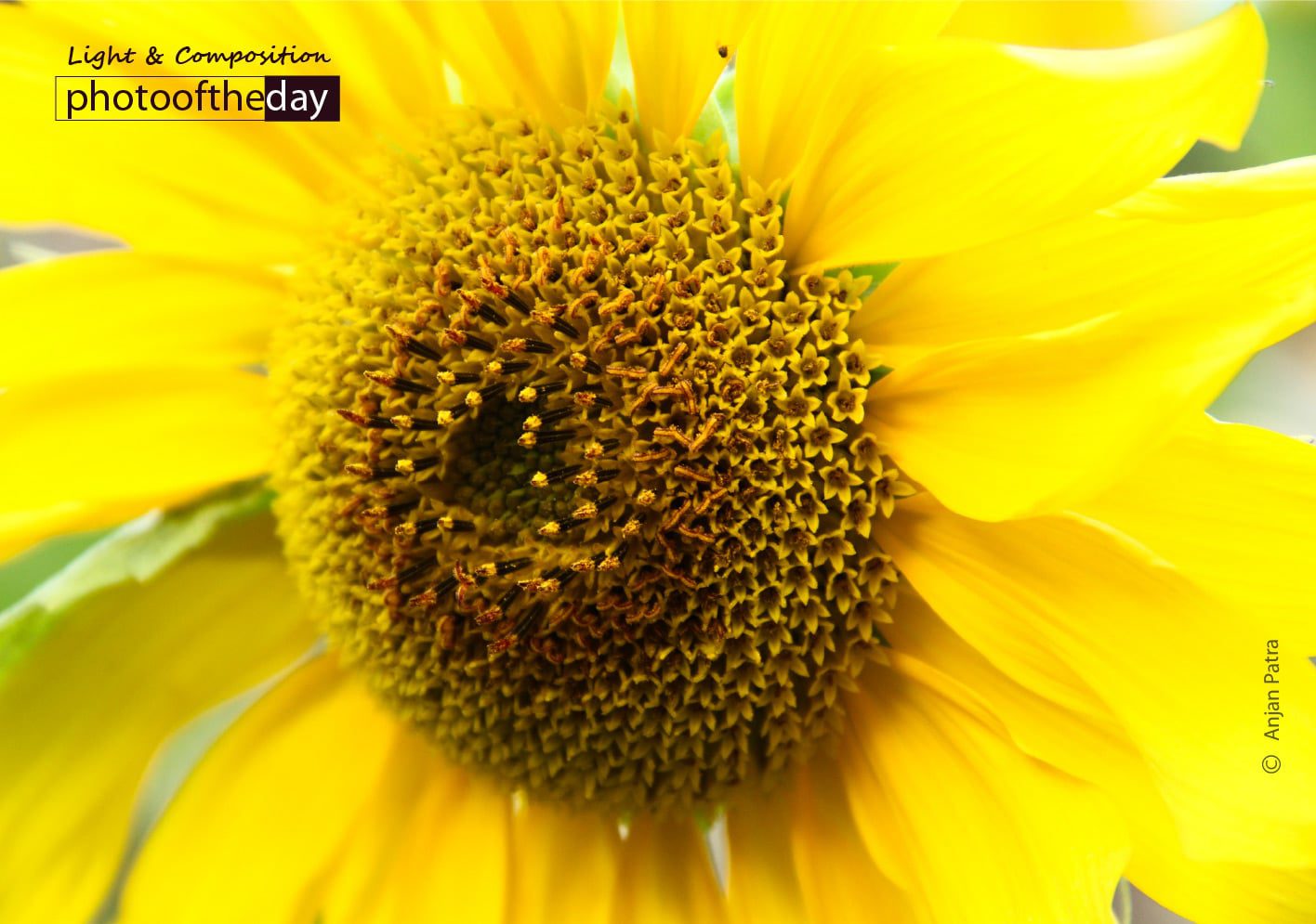 Sunshine, by Anjan Patra - Color Photography, Photojournalism, Photography Awards, Photo of the Day, Anjan Patra