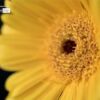 Gerbera Close-up, by Ola Cedell - Close-up Photography, Macro Photography, Photo of the Day, Gerbera, Photography Awards