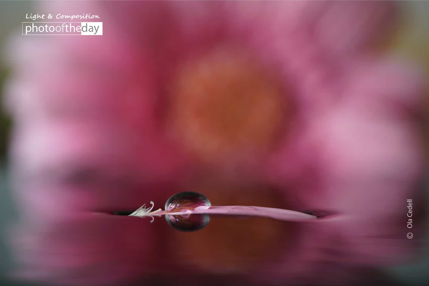 Pink Gerbera Leaf in Water, by Ola Cedell - Close-up Photography, Award Winning Photography, Photography Awards, Photo of the Day, Ola Cedell