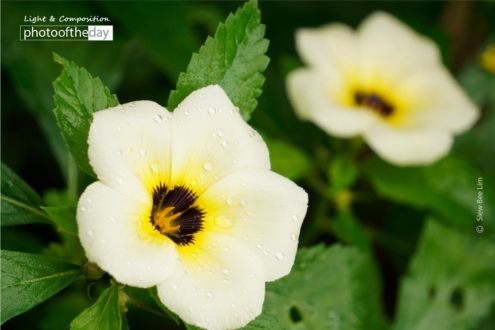 Flower of an Hour, by Siew Bee Lim - Photo of the Day, Close-up Photography, Flower of an Hour, Siew Bee Lim, Photography Awards