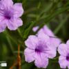 Close-up Photography, Photo of the Day, Award Winning Photography, Ruellia Simplex, Siew Bee Lim – Ruellia Simplex, by Siew Bee Lim Ruellia Simplex, by Siew Bee Lim - Close-up Photography, Photo of the Day, Award Winning Photography, Ruellia Simplex, Siew Bee Lim