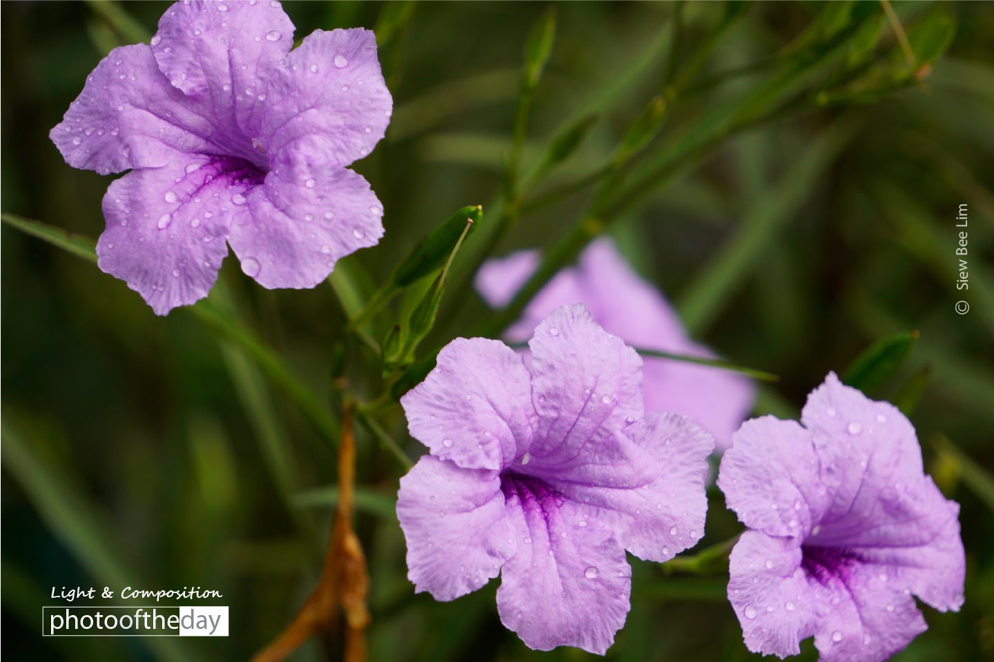 Ruellia Simplex, by Siew Bee Lim - Close-up Photography, Photo of the Day, Award Winning Photography, Ruellia Simplex, Siew Bee Lim