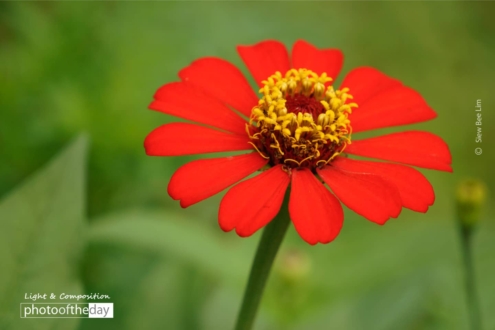 Zinnia Elegans, by Siew Bee Lim - Close-up Photography, Photo of the Day, Photography Awards, Zinnia Elegans, Online Photography Courses