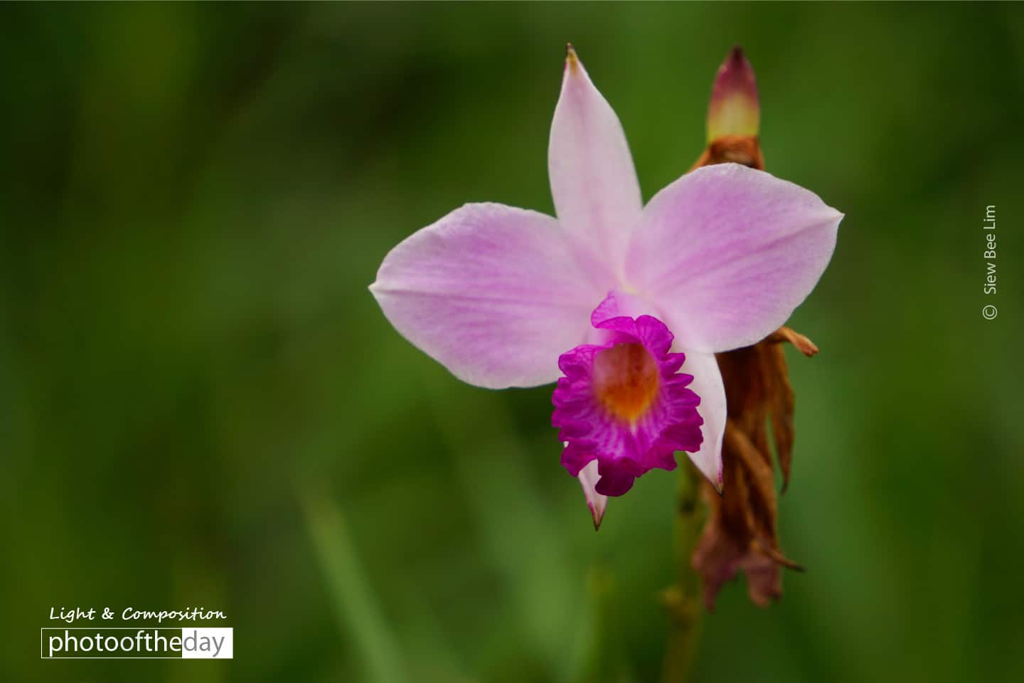 Bamboo Orchid, by Siew Bee Lim - Close-up Photography, Nature Photography, Photo of the Day, Photography Awards, Light & Composition University