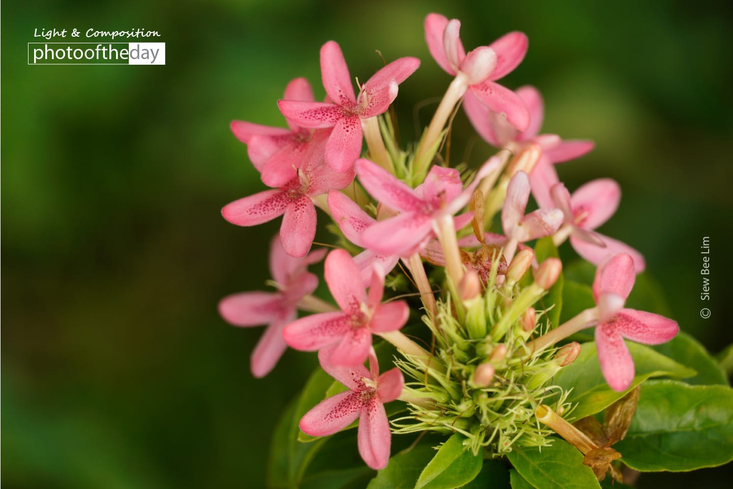 Shooting Star, by Siew Bee Lim - Close-up Photography, Award Winning Photography, Photo of the Day, Nature Photography, Siew Bee Lim