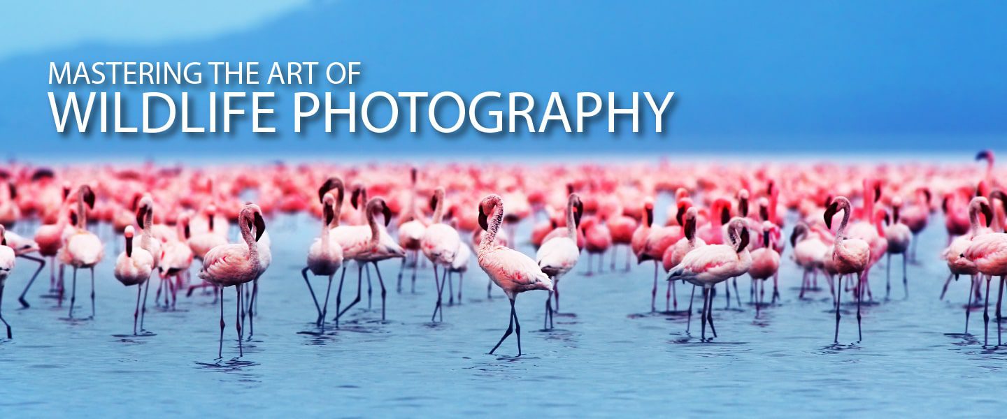 wildlife photography, online photography courses, photography education, nature photography, photography masterclass - Mastering the Art of Wildlife Photography Mastering the Art of Wildlife Photography - wildlife photography, online photography courses, photography education, nature photography, photography masterclass