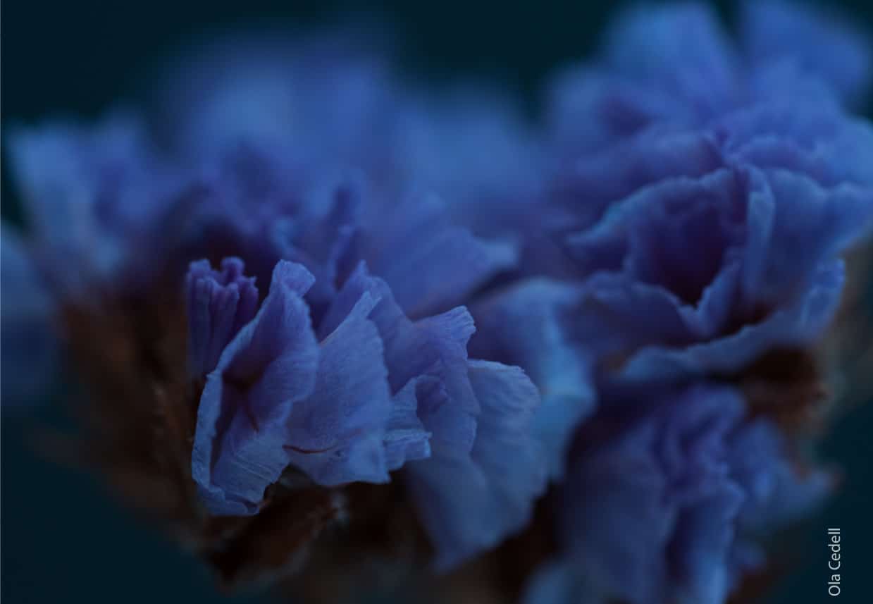 Everlasting Purple-blue Statice, by Ola Cedell - Close-Up Photography, Award Winning Photography,  Statice Flower Photography,  Photography Awards, Online Photography Courses