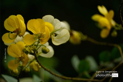 Flowers of a Kassod Tree, by Siew Bee Lim - Close-up Photography, Nature Photography, Photo of the Day, Photography Awards, Light & Composition