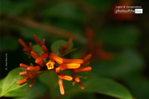 Hamelia Patens, by Siew Bee Lim - Photo of the Day, Close-up Photography, Hamelia Patens, Photography Awards, Online Photography Courses