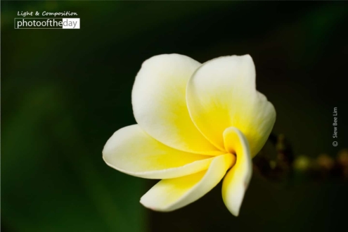 Frangipani, by Siew Bee Lim - Close-up Photography, Photo of the Day, Photography Awards, Art Photography, Flower Photography