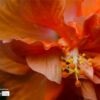 Hibiscus, by Siew Bee Lim - Close-up Photography, Photography Awards, Photo of the Day, Hibiscus, Art Photography