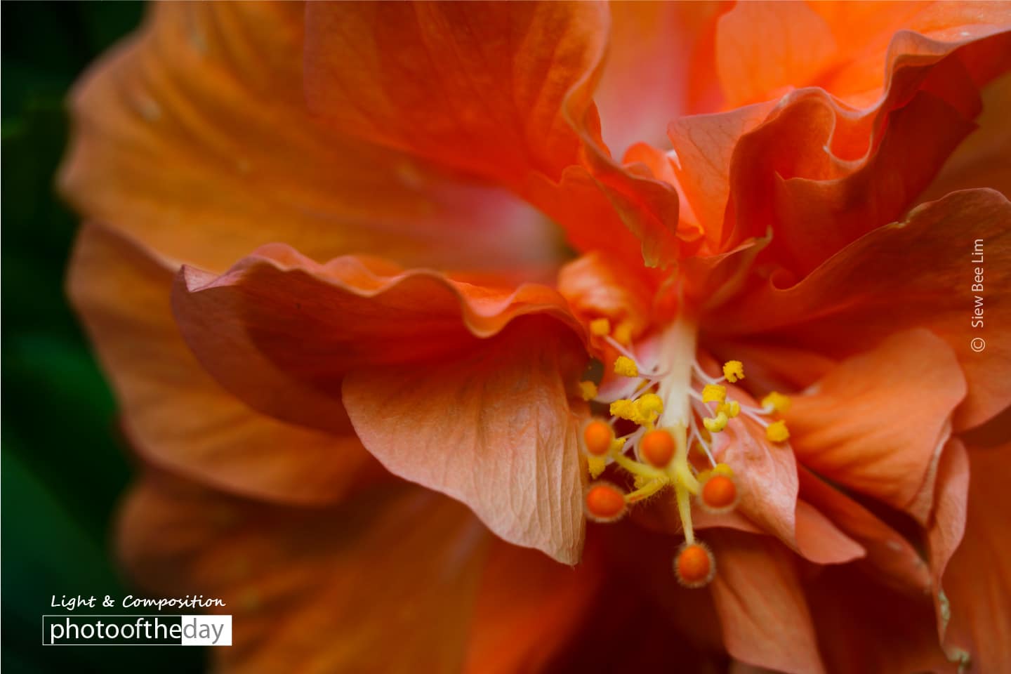 Hibiscus, by Siew Bee Lim - Close-up Photography, Photography Awards, Photo of the Day, Hibiscus, Art Photography