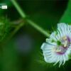 Close-up Photography, Nature Photography, Photo of the Day, Stinking Passionflower, Photography Education – Stinking Passionflower, by Siew Bee Lim Stinking Passionflower, by Siew Bee Lim - Close-up Photography, Nature Photography, Photo of the Day, Stinking Passionflower, Photography Education