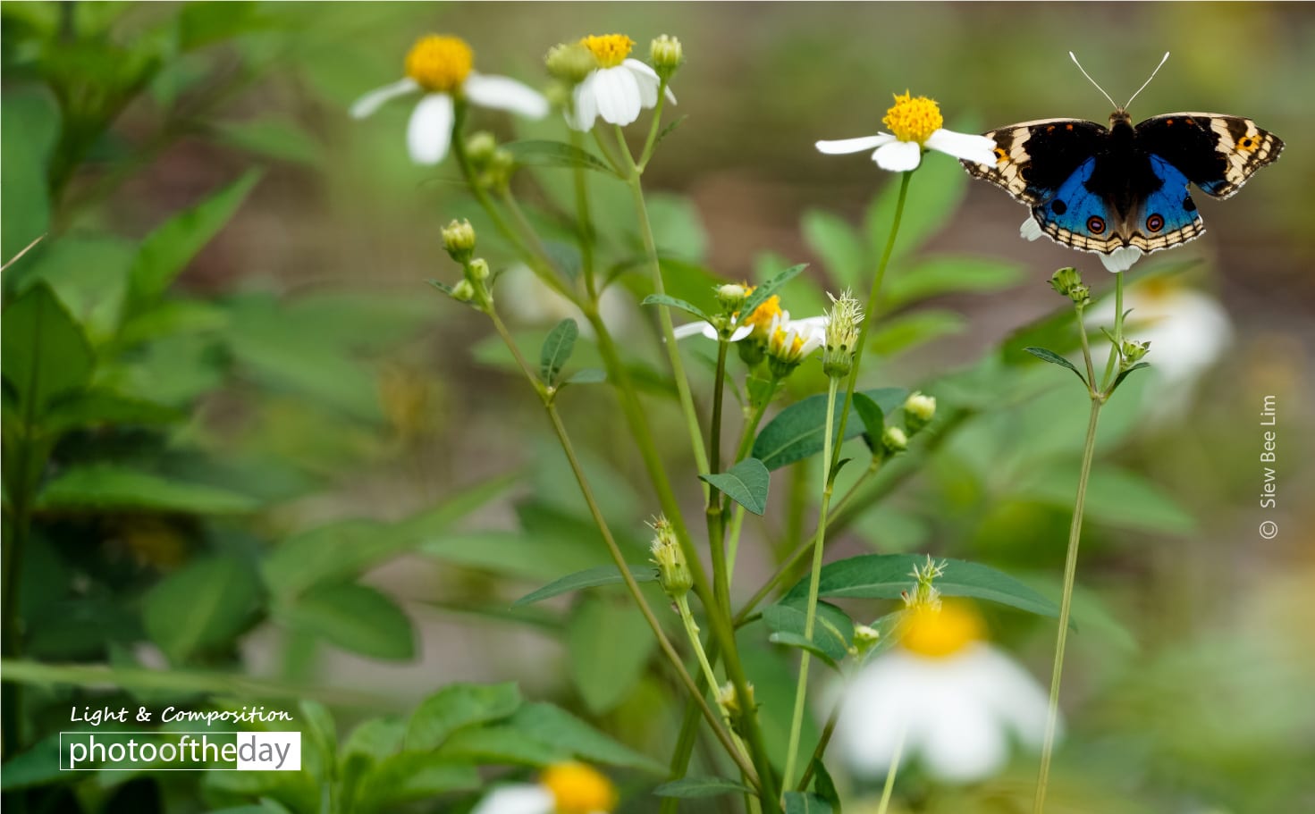 Blue Pansy, by Siew Bee Lim - Close-up Photography, Nature Photography, Photo of the Day, Photography Award, Light & Composition