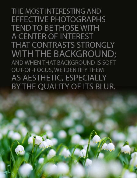 A Photographer’s Guide to Artistic Bokeh - Bokeh, Photography Techniques, Background Blur, Photography Guide, Artistic Photography