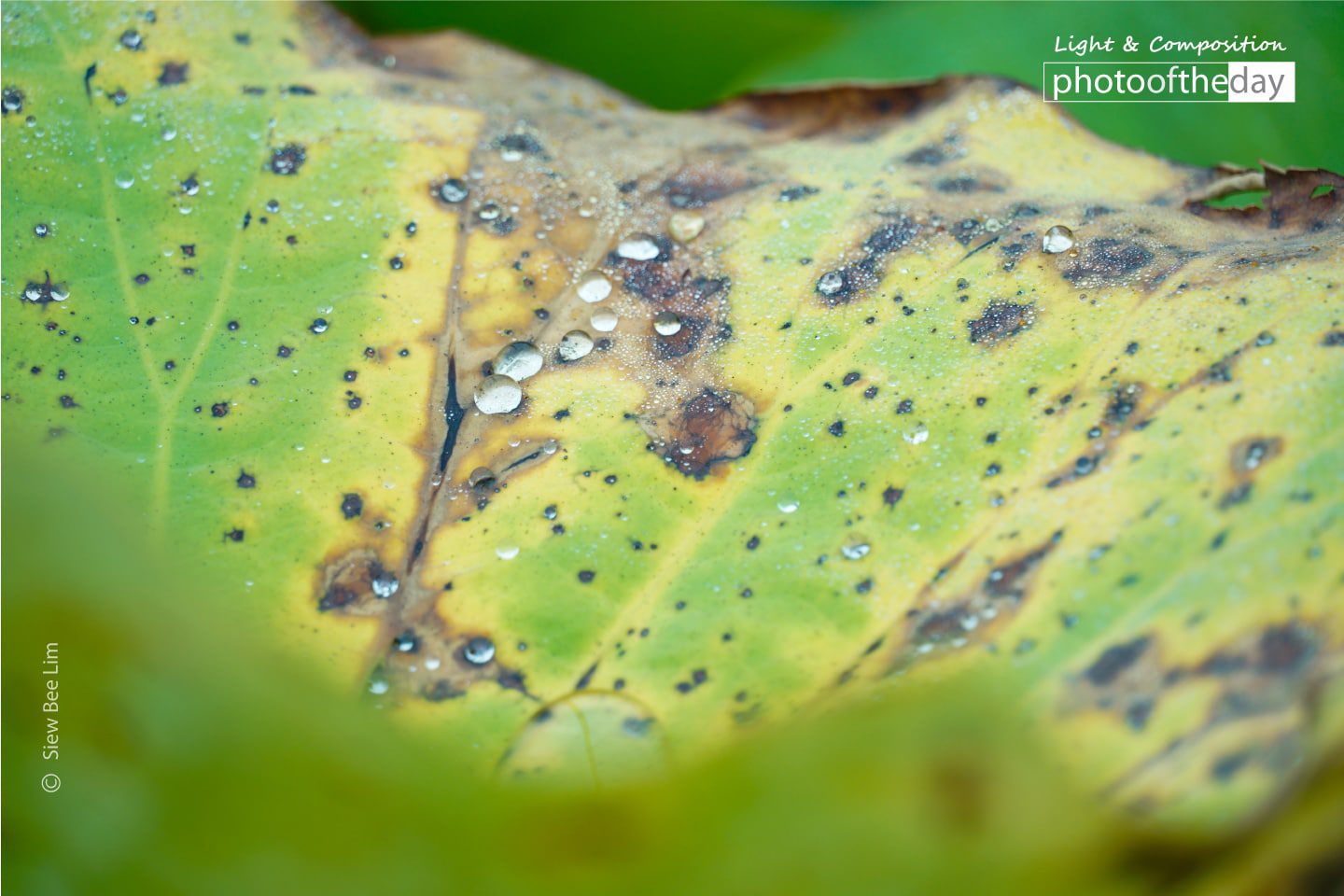 A Lotus Leaf, by Siew Bee Lim - Close-up Photography, Photography Awards, Art Photography, Photo of the Day, Light & Composition