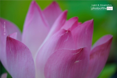 A Lotus Flower by Siew Bee Lim - Lotus Flower Photography, Close-Up Photography, Photo of the Day, Photography Awards, Online Photography Courses