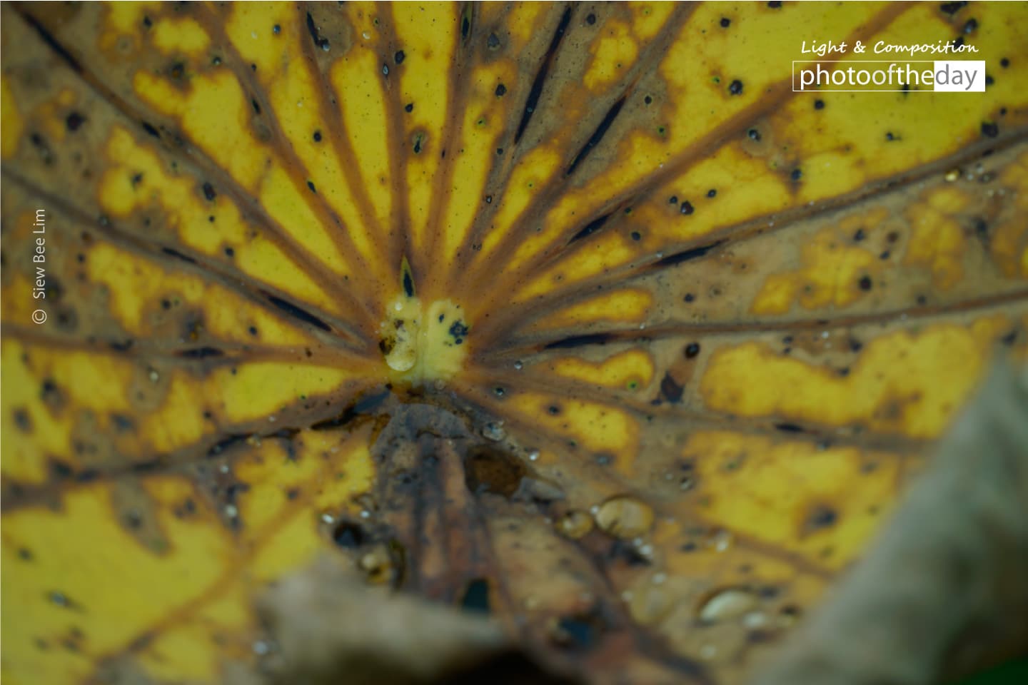 A Yellowish Lotus Leaf by Siew Bee Lim - Close-up Photography, Nature Photography, Photo of the Day, Award Winning Photography, Photography Courses