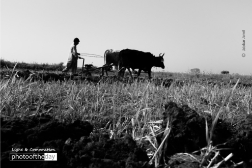 A Silhouette in Field, by Jabbar Jamil - Black and White Photography, Photojournalism, Photography Awards, Photo of the Day, Art Photography