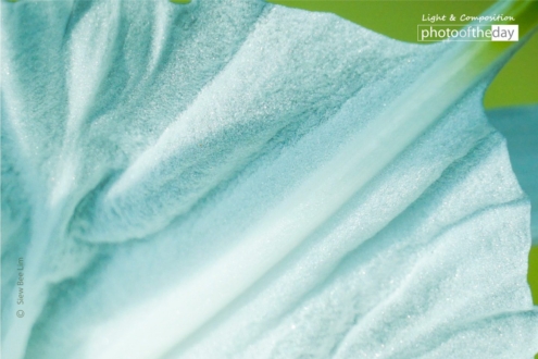 Spider Lily Nearby a Pond, by Siew Bee Lim - Close-up Photography, Photo of the Day, Photography Awards, Spider Lily, Siew Bee Lim