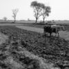 Ploughing, by Jabbar Jamil - Photojournalism, Black and White Photography, Documentary Photography, Photography Awards, Jabbar Jamil