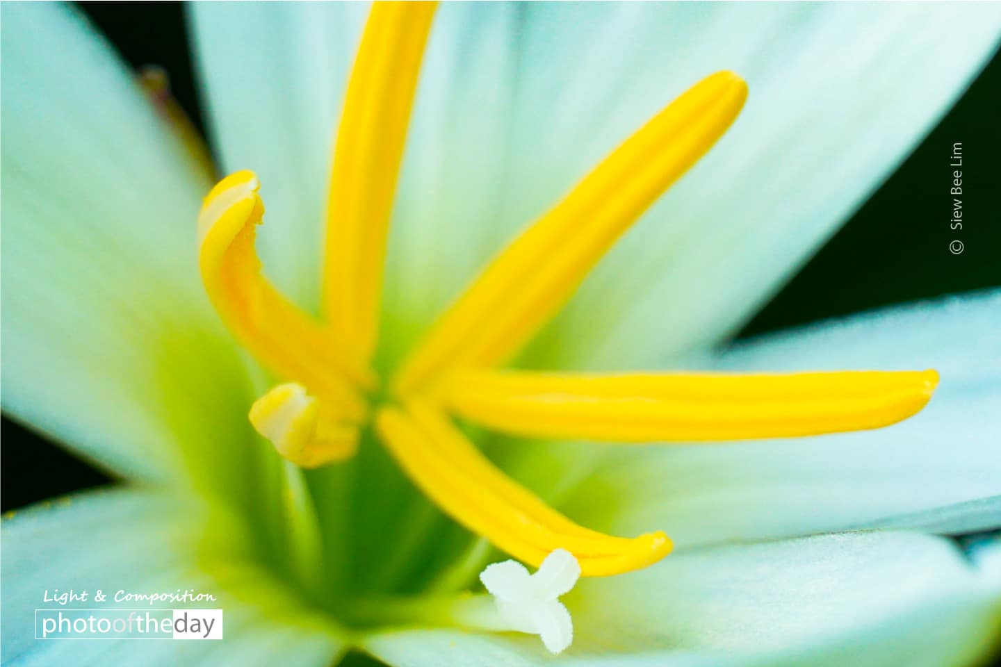 Fairy Lily by Siew Bee Lim - Fairy Lily, Close-Up Photography, Photo of the Day, Photography Awards, Online Photography Courses