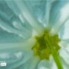 Hymenocallis Speciosa by Siew Bee Lim - Close-up Photography, Photo of the Day, Hymenocallis Speciosa, Photography Awards, Online Photography Courses
