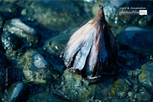 A Decaying Lotus by Siew Bee Lim - Photography, Close-up Photography, Photo of the Day, Art Photography,  Photojournalism