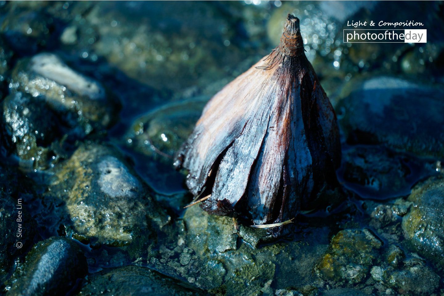 A Decaying Lotus by Siew Bee Lim - Photography, Close-up Photography, Photo of the Day, Art Photography,  Photojournalism