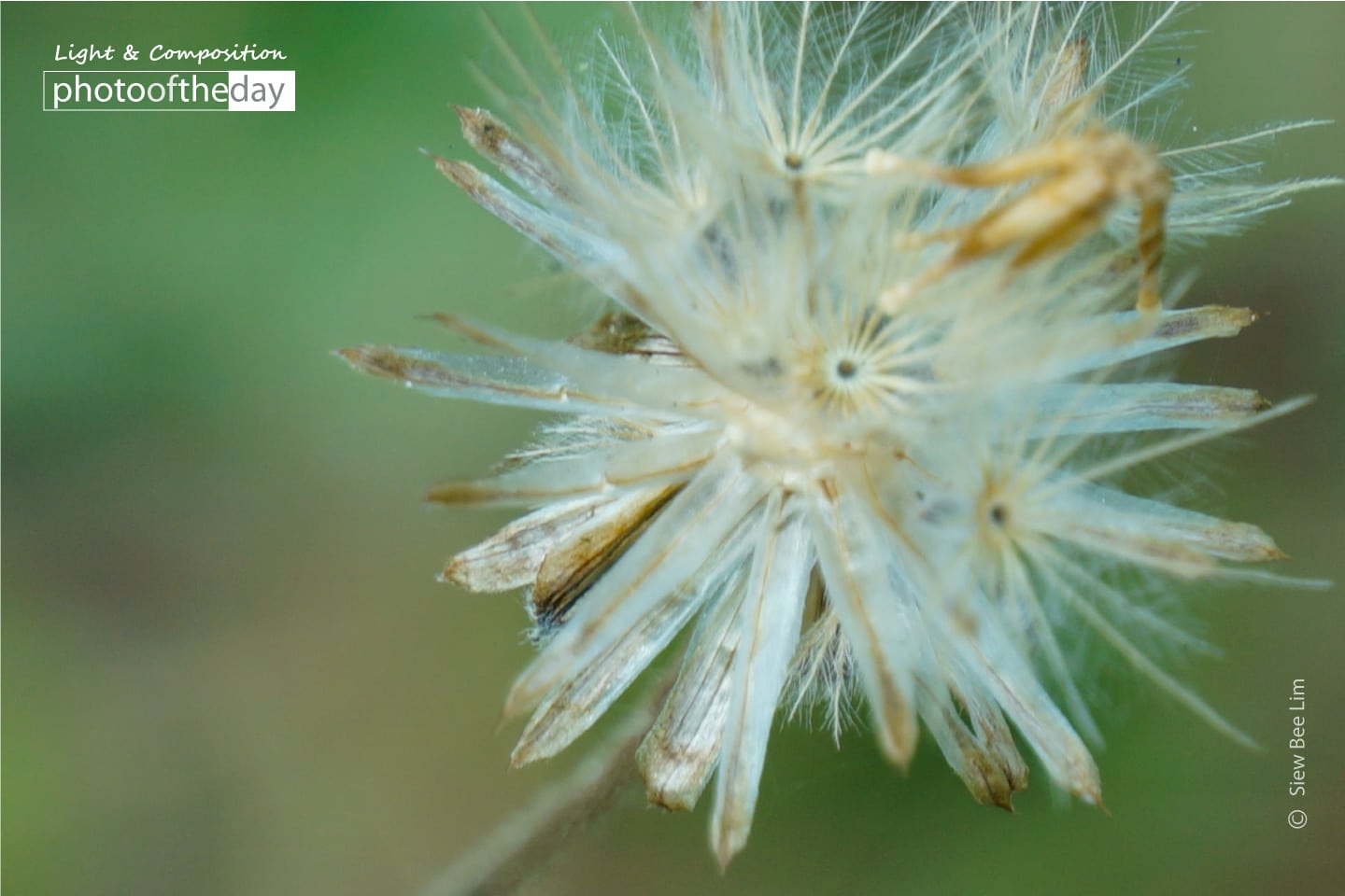 A Little Flower Stalk by Siew Bee Lim - Close-up Photography, Award Winning Photography, Photo of the Day, Nature Photography, Photography Awards