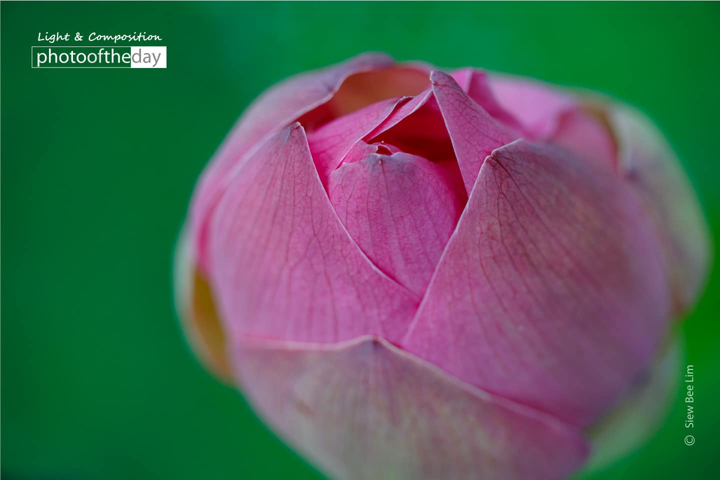 A Lotus Flower Bud by Siew Bee Lim - Lotus Flower Photography, Close-up Photography, Photo of the Day, Photography Awards, Online Photography Courses