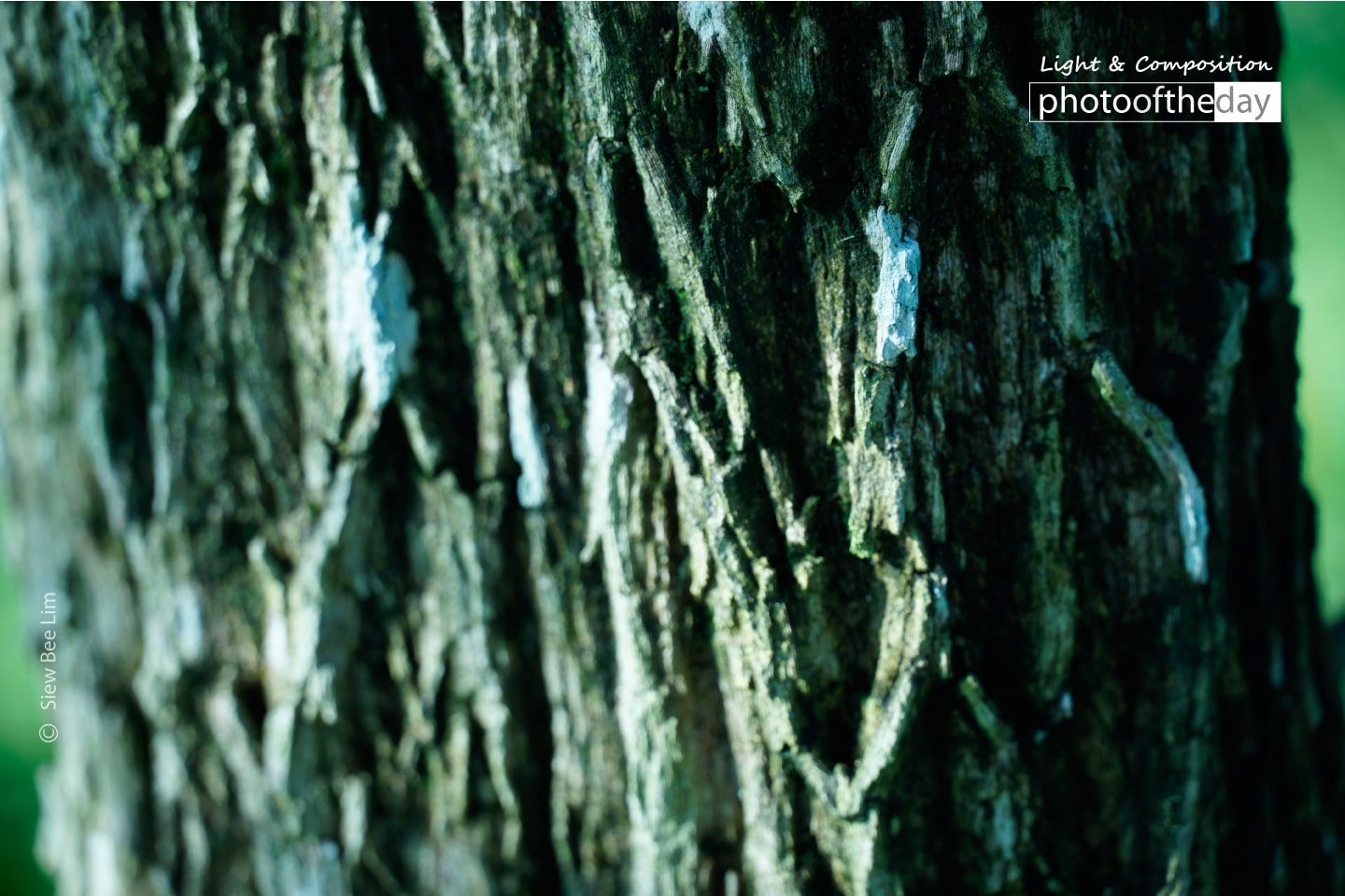 A Bark of a Pine Tree by Siew Bee Lim - Close-up Photography, Nature Photography, Award Winning Photography, Photo of the Day, Photography Awards