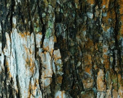 A Colorful Tree Bark by Siew Bee Lim - Abstract Photography, Photography Awards, Photo of the Day, Online Photography Courses, Art Photography