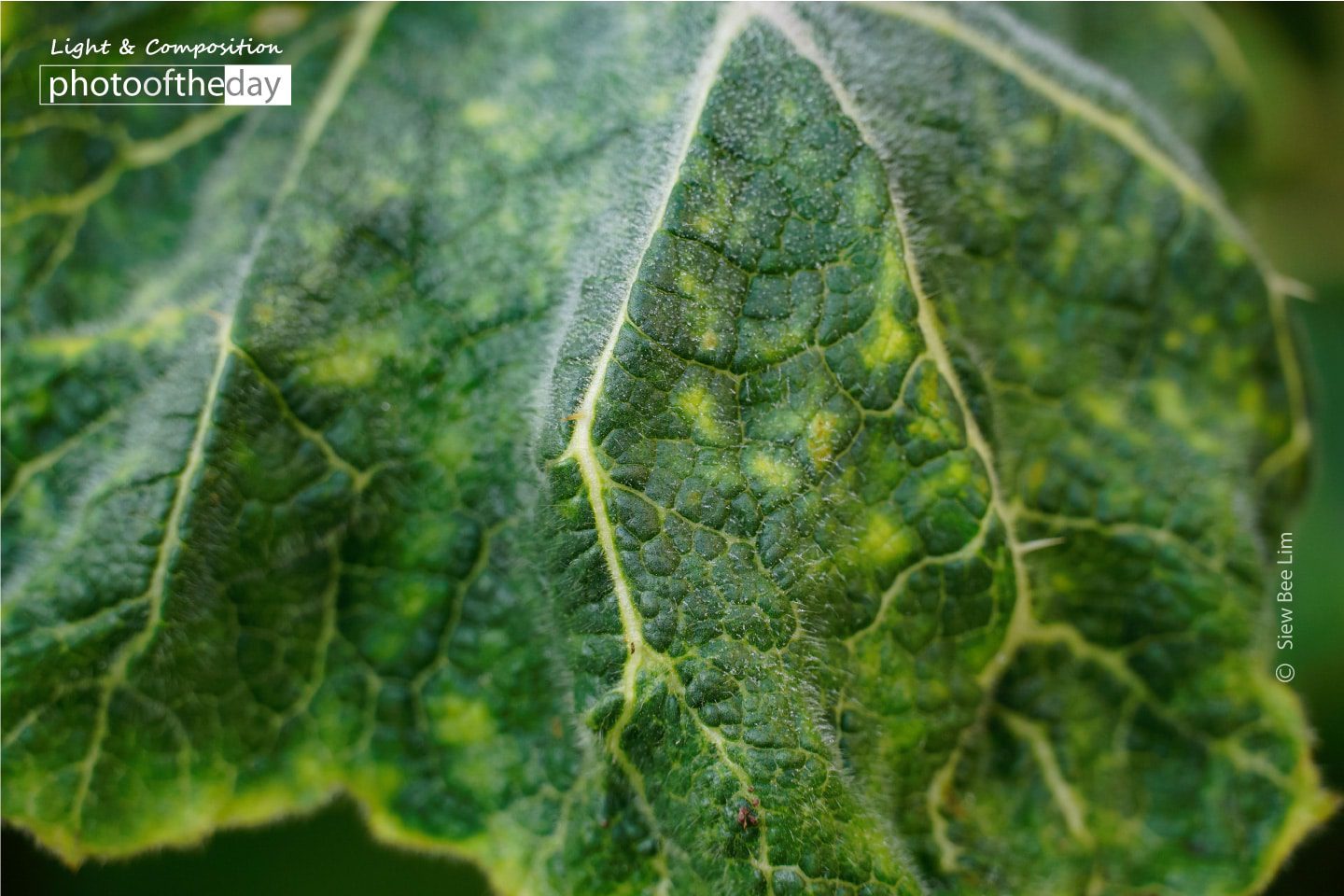 A Leaf by Siew Bee Lim - Close-up Photography, Nature Photography, Photo of the Day, Photography Awards, Online Photography Courses