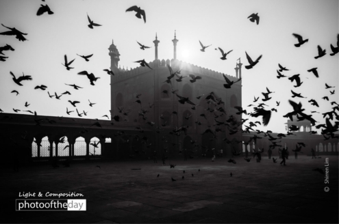 Morning Birds by Shirren Lim - Photojournalism, Art Photography, Black and White Photography, Photography Awards, Photo of the Day